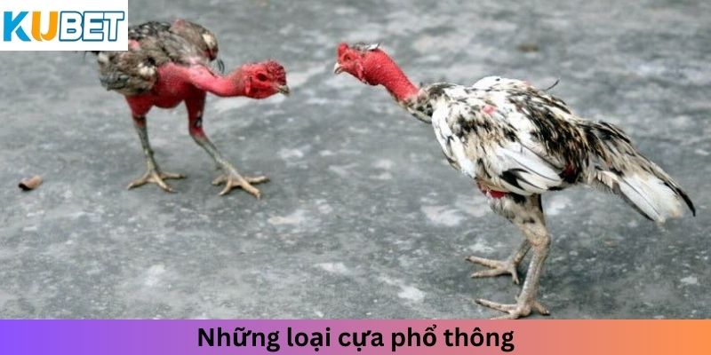 Những loại cựa phổ thông