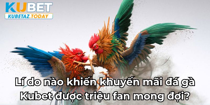 Lí do nào khiến khuyến mãi đá gà Kubet được triệu fan mong đợi?